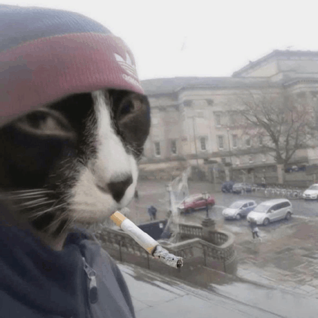 The cat, allegedly in charge